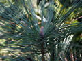 Pinus jeffreyi IMG_3889 Sosna Jeffreya